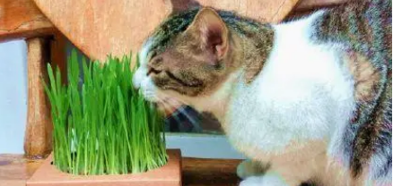 猫草是治什么的 猫草是治什么的
