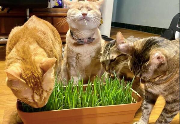 猫草干嘛用的 猫草干嘛用的