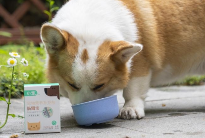 猫咪吃的益生菌在哪里买