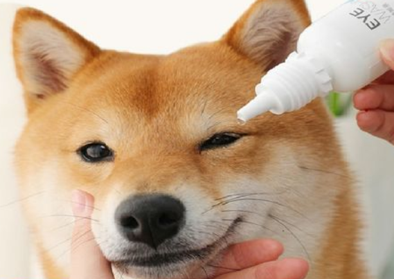 可以给狗用哪些眼药水 可以给狗用哪些眼药水