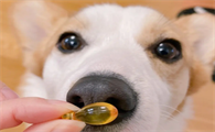 狗狗吃鱼油有用吗