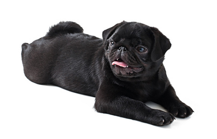 黑色巴哥犬值钱吗?主人来看看吧 黑色巴哥犬值钱吗?主人来看看吧
