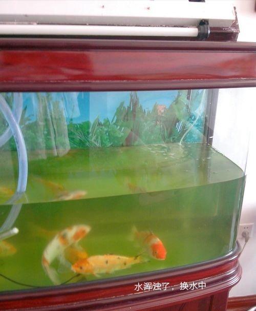 锦鲤鱼缸怎么养水不浑浊