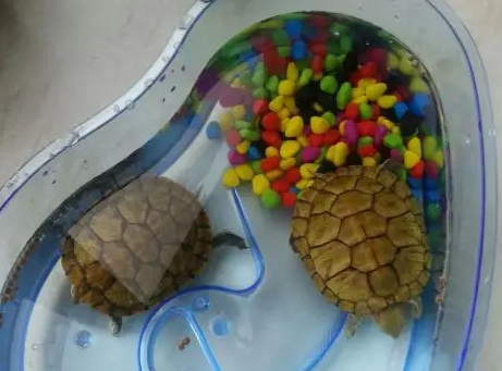 草龟龟粮喂多少