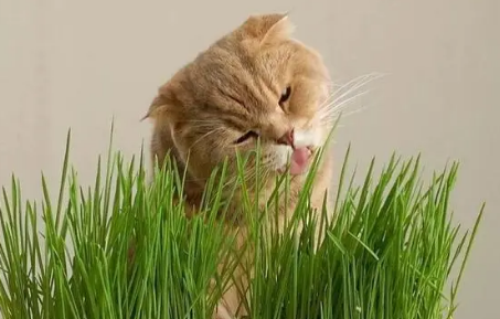 猫草去哪里买