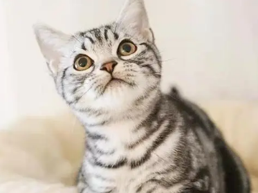 虎斑猫如何养胖？这篇文章有答案！