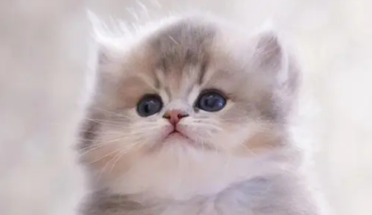 猫和狗的智商哪个高？谁不想养一只聪明的宠物呢？