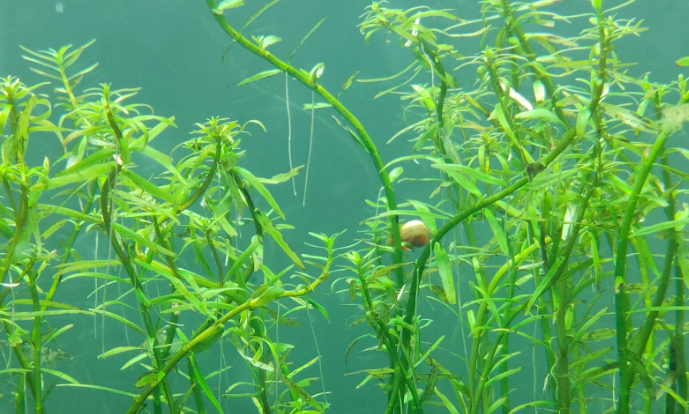 小鱼缸水草怎么种