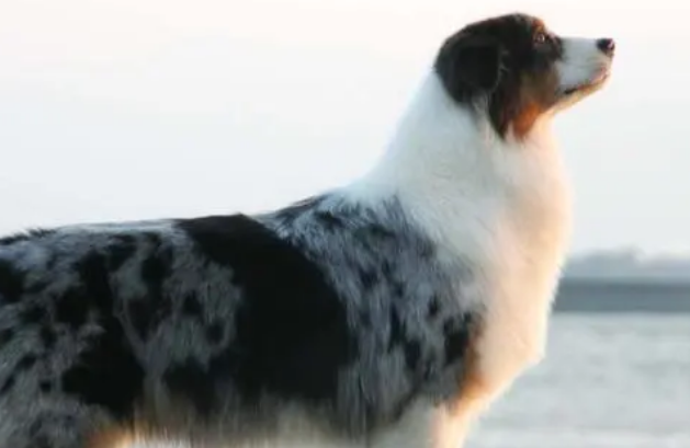 澳洲牧羊犬好养吗?怎么养正确? 澳洲牧羊犬好养吗?怎么养正确?