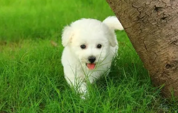 狗狗可以体内驱虫吗