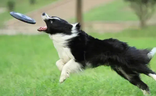 边境牧羊犬有多聪明？看看这篇文章