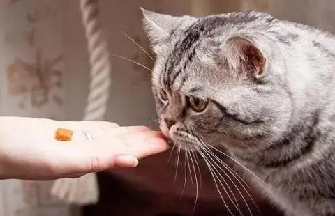 猫咪怎么吃鱼油