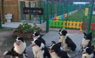 宠物学校正规学费多少钱