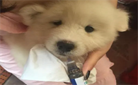 三个月的小狗感冒吃什么药