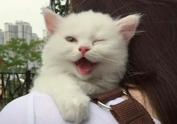 养宠小知识:猫瘟初期呕吐频率高吗? 养宠小知识:猫瘟初期呕吐频率高吗?