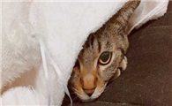 猫咪发抖是怎么回事？这几个原因你得了解下