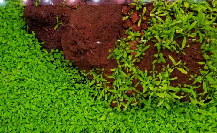 120鱼缸用多少水草泥