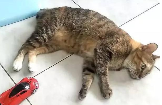 猫假死的三种状态