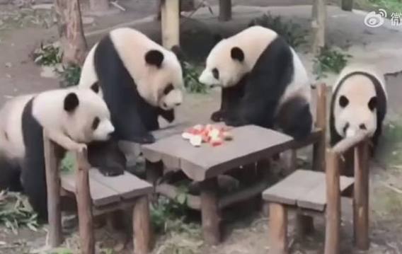 四只大熊猫凑一桌像在打麻将，一起吃苹果血战到底