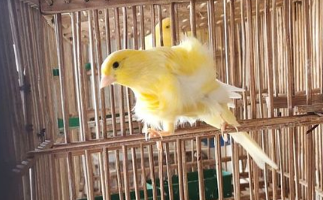 黄玉鸟一年繁殖几窝?你们清楚吗?