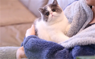 猫亲近的人,都是灵魂很轻的人