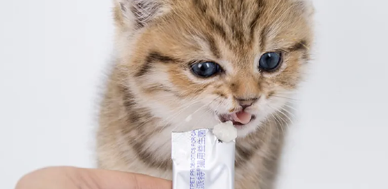 猫咪益生菌用量 猫咪益生菌用量
