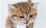 猫咪吃那些益生菌