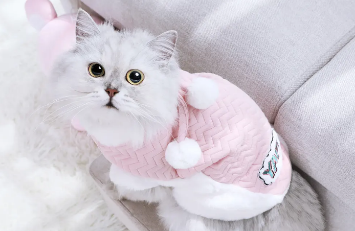 猫爬到床上会很脏吗