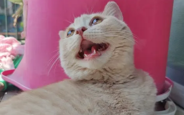 猫坐车一直张嘴喘气怎么办？试试这几招
