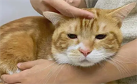 打了猫的头,下手重了