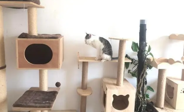 有必要买猫爬架吗