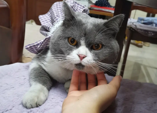 猫咪看到主人靠近就跑怎么办？本文告诉你