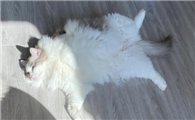 猫不晒太阳会怎样?主人需知