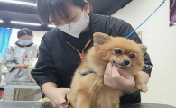 宠物美容师培训学校