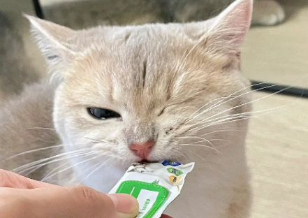 猫咪一天可以吃多少猫条