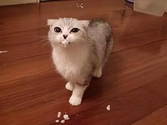 猫为什么叼虫子给主人？是因为信任