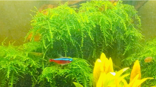 怎样调节鱼缸水质的ph值