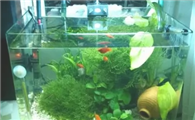 鱼粮浑水怎么办
