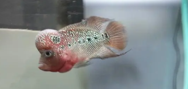 罗汉鱼缸水浑浊怎么办 罗汉鱼缸水浑浊怎么办