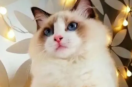 一文详解布偶猫养公还是母的好！