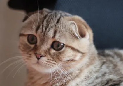 今日科普：猫为什么骨头那么软？