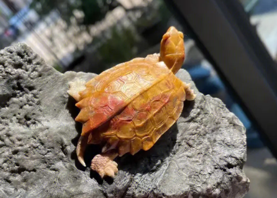 枫叶龟是闭壳龟吗？来get下吧