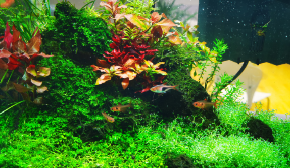 鱼缸水草需要消毒吗