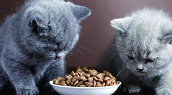 新换的猫粮猫不吃怎么办?小编教你轻松解决~ 新换的猫粮猫不吃怎么办?小编教你轻松解决~