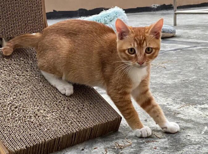 橘猫为什么胆子特别小？说了你们别不信