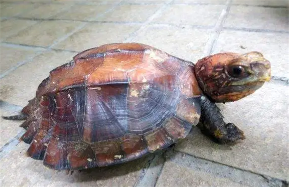 如果乱抓,可能会坐牢