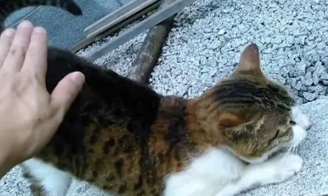 打猫哪里最疼却打不坏
