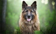 德国牧羊犬拉血怎么办?该怎么饲养?