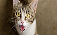 很奇怪?猫为什么凌晨五六点叫?