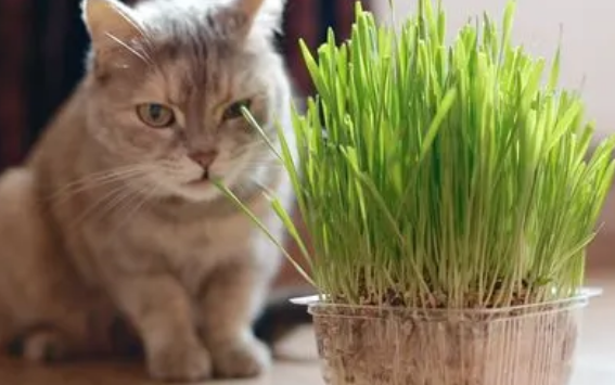 猫草是用什么种出来的 猫草是用什么种出来的